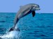 Delfín.jpg